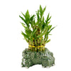 Sprinkle of Prosperity Bamboo Plant - Heart & Thorn - Canada plant delivery