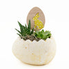 Succulent Easter Egg Arrangement - Heart & Thorn - Canada plant delivery