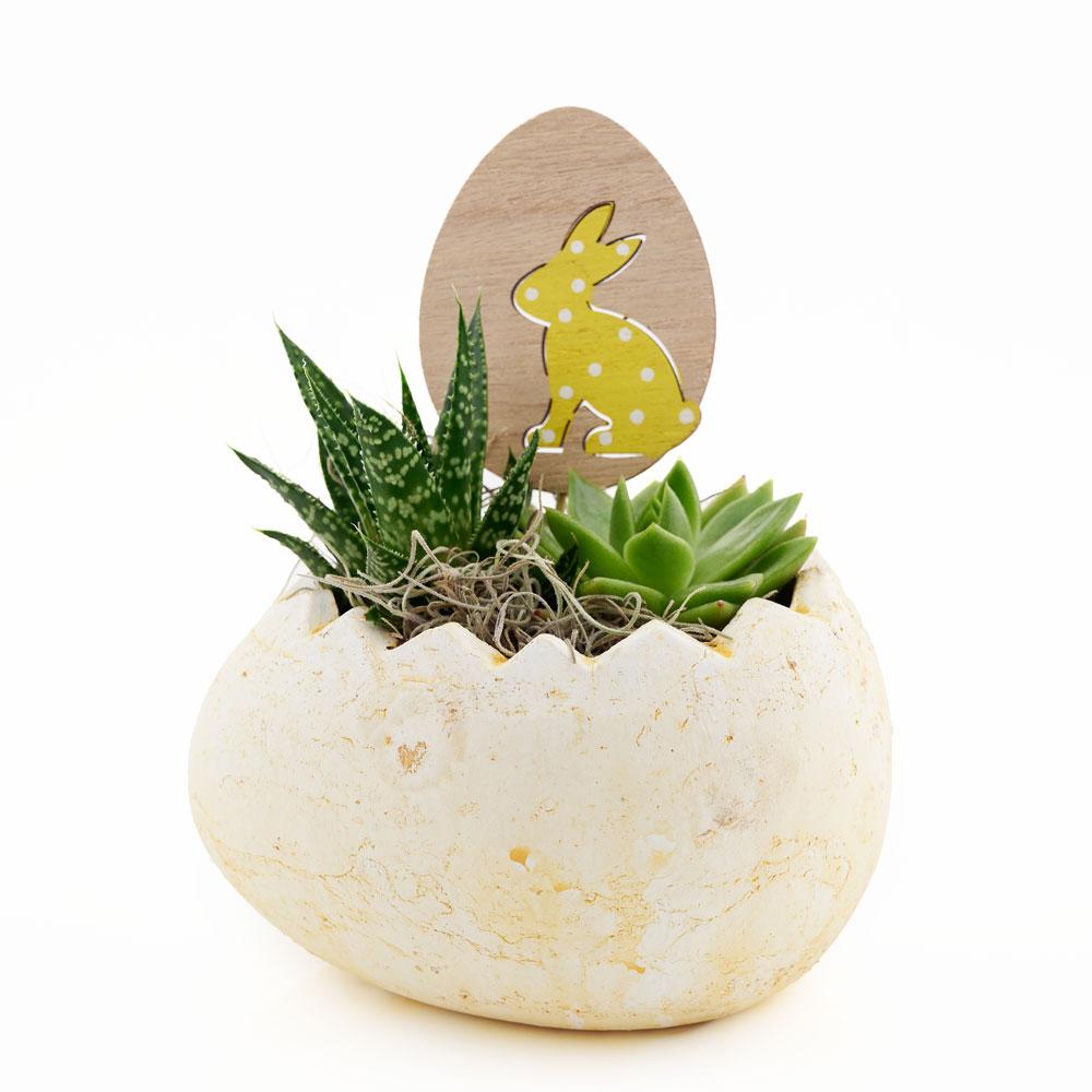 Succulent Easter Egg Arrangement - Heart &amp; Thorn - Canada plant delivery