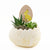 Succulent Easter Egg Arrangement