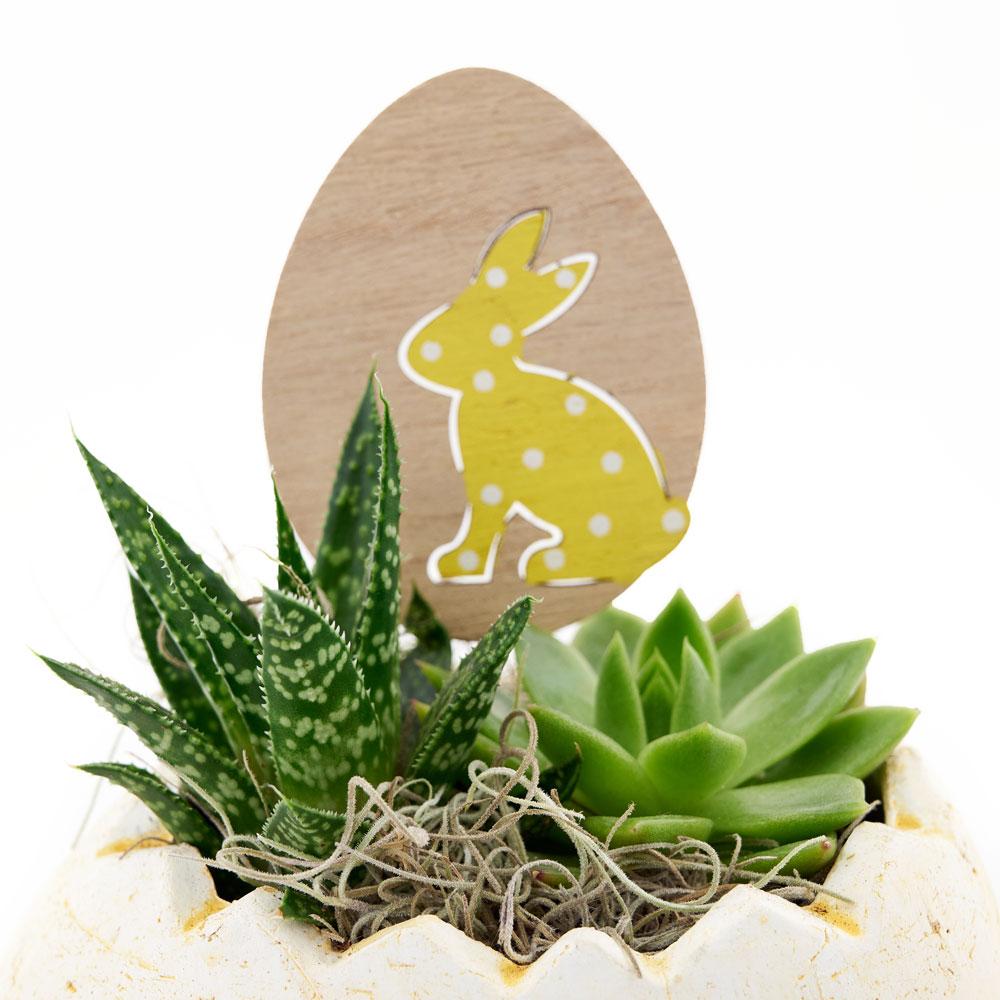 Succulent Easter Egg Arrangement - Heart & Thorn - Canada plant delivery
