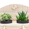 Succulent Greenhouse Garden Bench - Heart & Thorn - Canada plant delivery