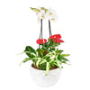 Tropical Orchid Arrangement - Heart & Thorn - Canada flower delivery