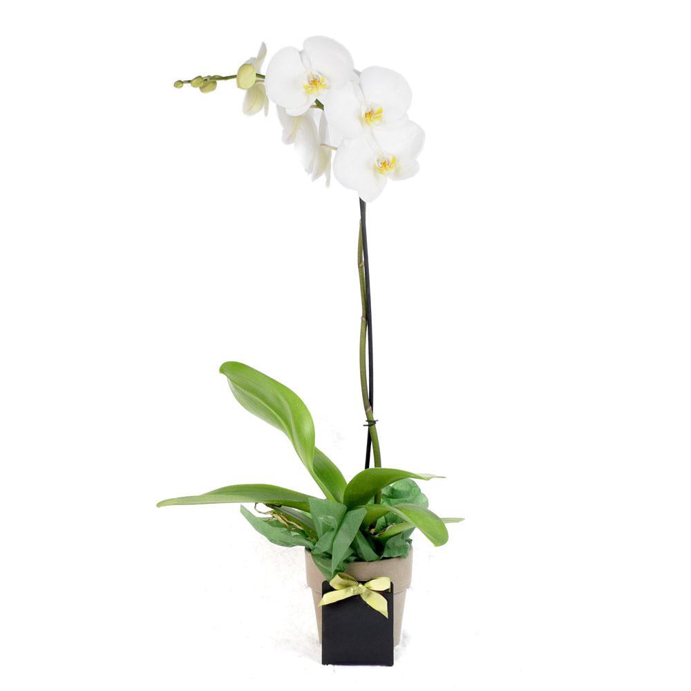Valentine's Day Pearly Essence White Orchid - Heart &amp; Thorn - Canada flower delivery
