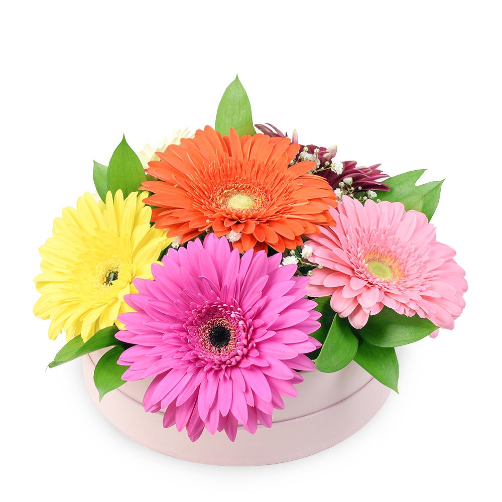 Vivacious Daisy Arrangement - Heart & Thorn - Canada flower delivery