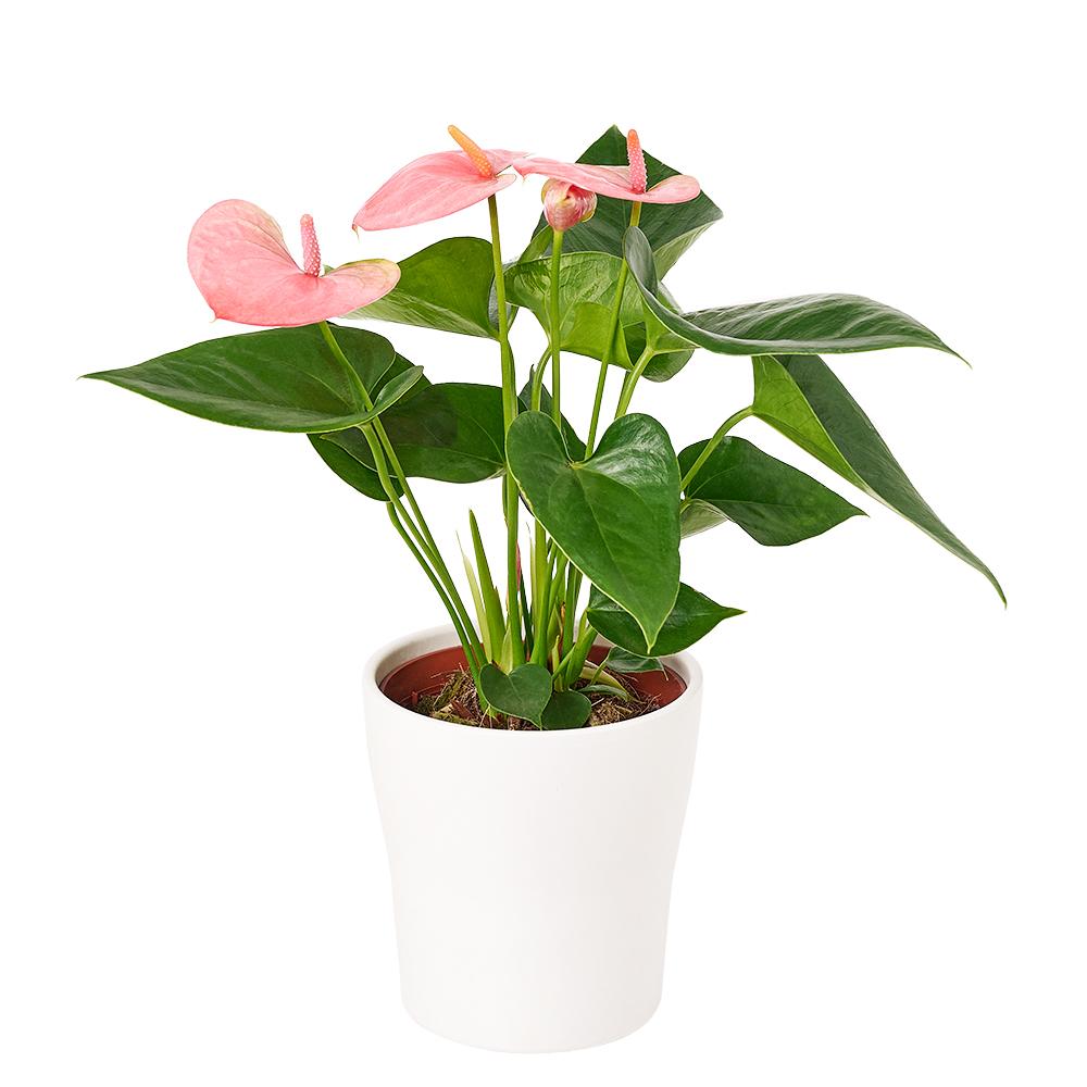 Wild &amp; Free Anthurium - Heart &amp; Thorn - Canada flower delivery