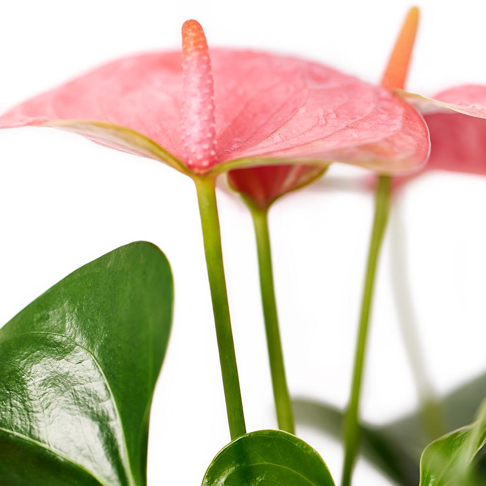 Wild & Free Anthurium - Heart & Thorn - Canada flower delivery