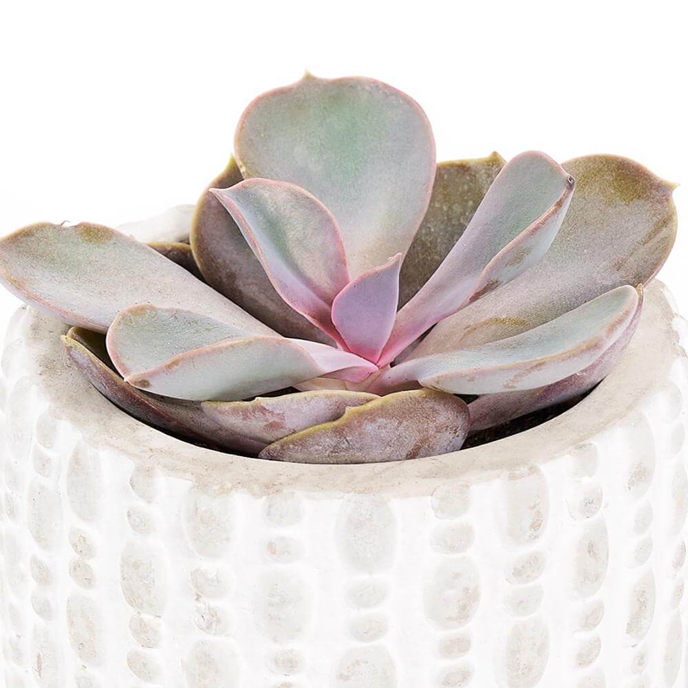 "You're Special" Plant &amp; Wine Gift - Heart &amp; Thorn - Canada plant delivery