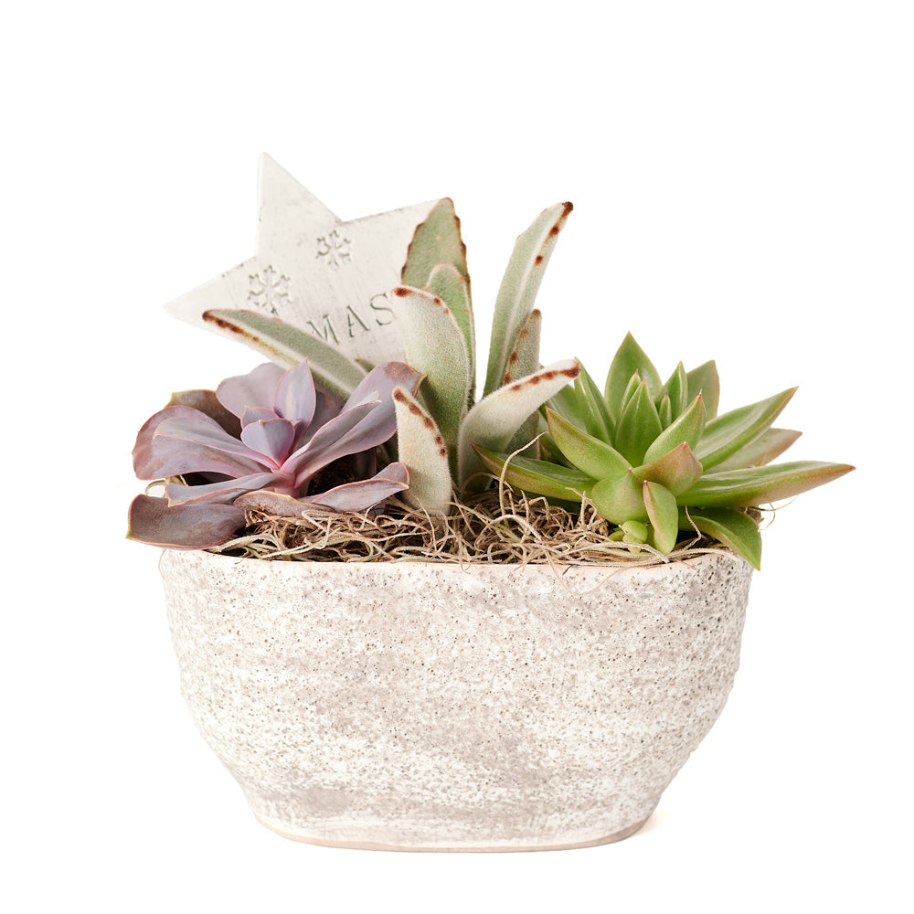 Succulent Arrangement, Floral Gift, Floral Arrangement, holiday, christmas, Set 23991-2021, holiday succulent delivery, delivery holiday succulent, christmas arrangement canada, canada christmas arrangement, Canada