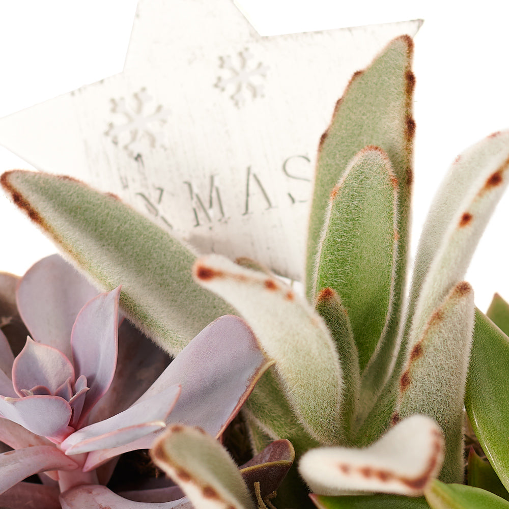 Succulent Arrangement, Floral Gift, Floral Arrangement, holiday, christmas, Set 23991-2021, holiday succulent delivery, delivery holiday succulent, christmas arrangement canada, canada christmas arrangement, Canada