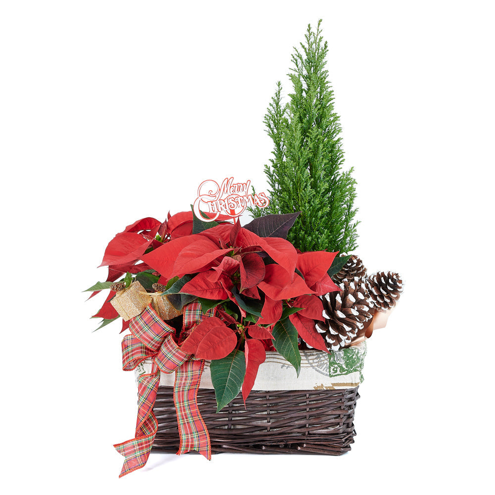 christmas, holiday, Mix Floral Arrangement, Floral Arrangement, Set 24039-2021, holiday arrangement delivery, delivery holiday arrangement, christmas flowers canada, canada christmas flowers, Canada