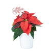 Potted Flower, flowers, Flower Arrangement, christmas, holiday, Set 24040-2021, holiday flower delivery, delivery holiday flower, christmas plant canada, canada christmas plant, Canada delivery
