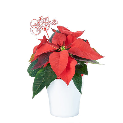 Potted Flower, flowers, Flower Arrangement, christmas, holiday, Set 24040-2021, holiday flower delivery, delivery holiday flower, christmas plant canada, canada christmas plant, Canada delivery