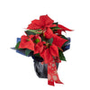 holiday, christmas, flowers, Potted Flower, Floral Gift, Floral Arrangement, Set 24043-2021, holiday gift delivery, delivery holiday gift, christmas flowers canada, canada christmas flowers, Canada